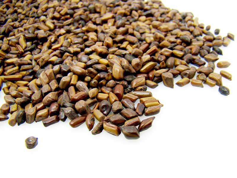 Graines de Cassia occidentalis encore appelées Faux Kinkéliba /Casse puante/café bâtard