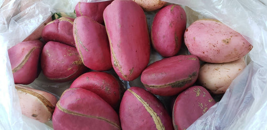 Colas rouge de BAFIA