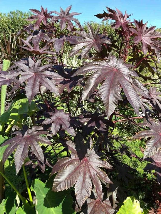 Huile de ricin noir, encore appelée huile de carapate, ou encore Castor oil