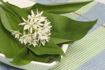 Ail des ours ciselé, Allium Ursinum