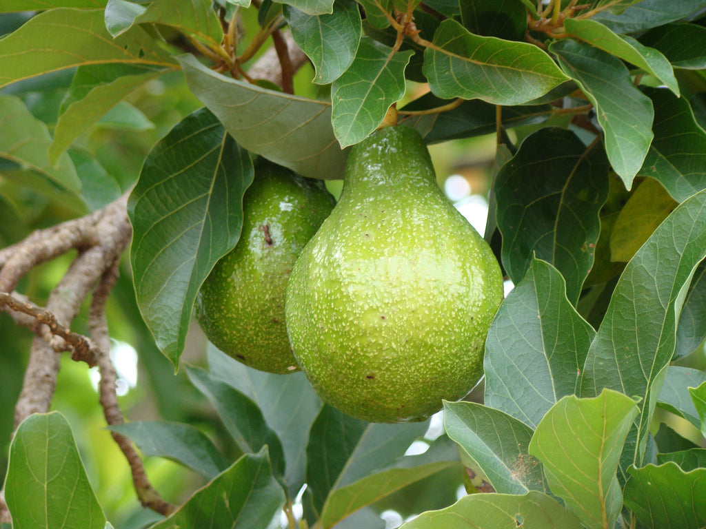 Les feuilles de l'avocatier