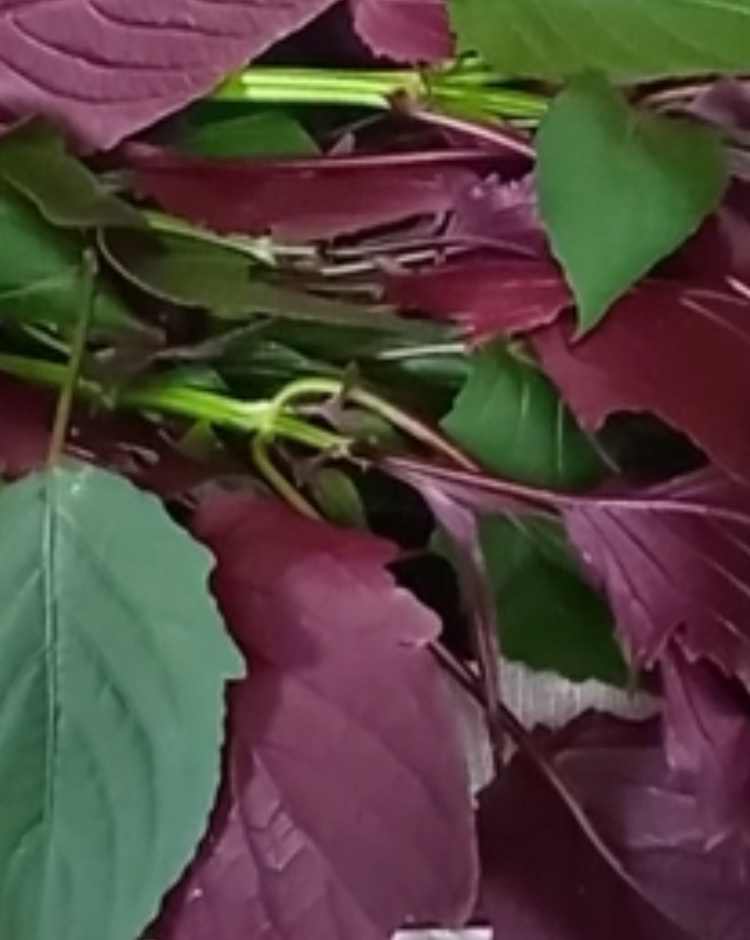 Eremomastax Speciosa ou encore plante à 2 faces ou encore 2 côtés
