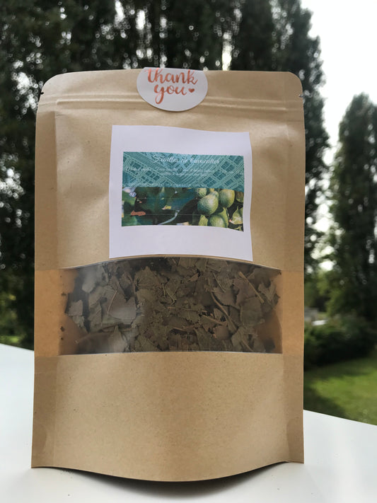 Les feuilles de l'avocatier