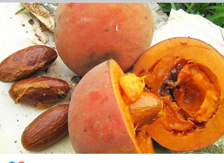 La petite Cola ou "Bitter Cola" ou encore Garcinia kola