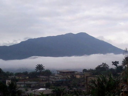 Miel du Moungo (Cameroun)