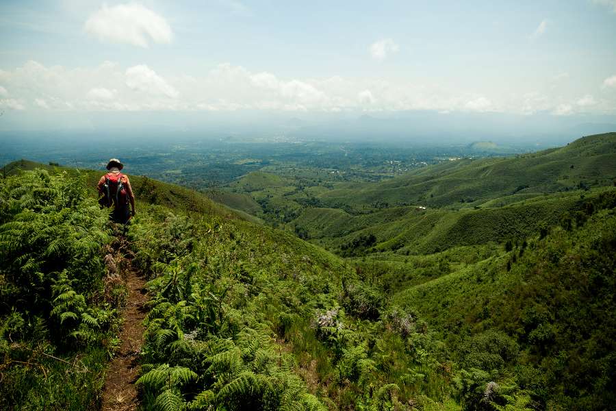 Miel du Moungo (Cameroun)