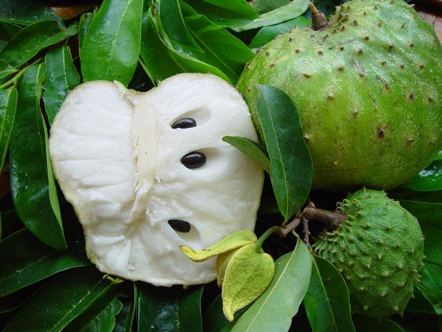 Les feuilles du corossolier encore appelé graviola