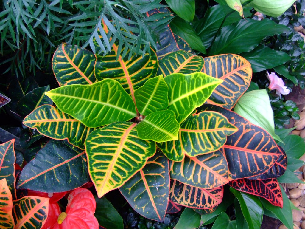 Poudre de chébé