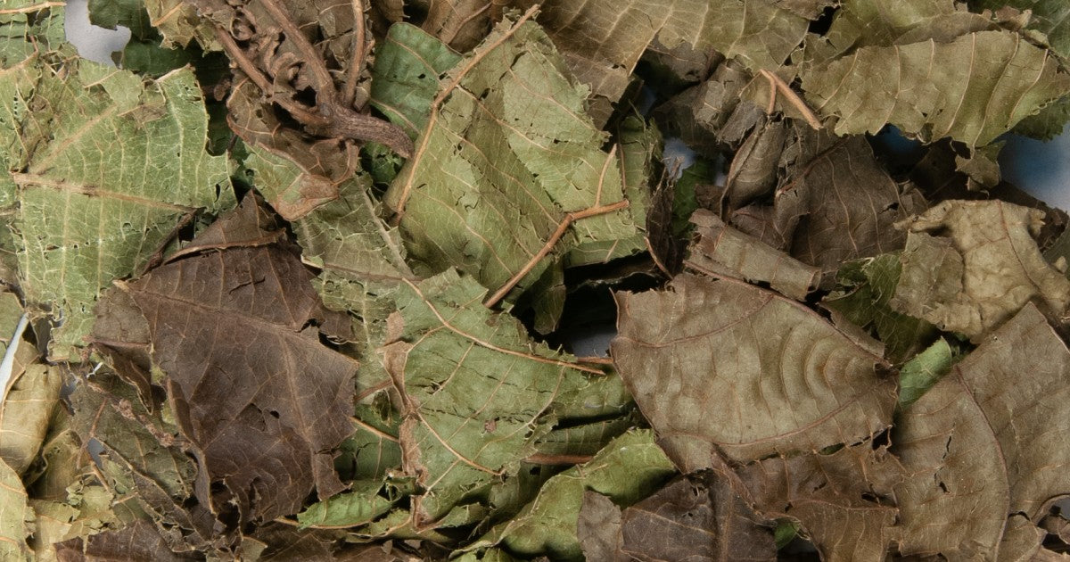 Feuilles de mérinard ou djèka en dioula (Cote d'ivoire), feuilles mortes au Cameroun,ou klan madou en goun(Bénin)