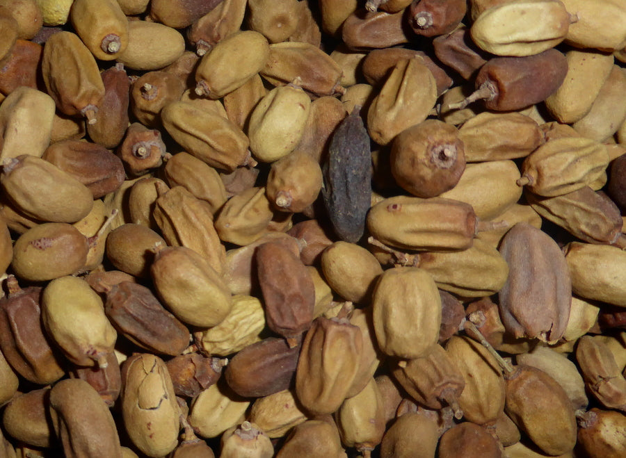 Les graines de neem