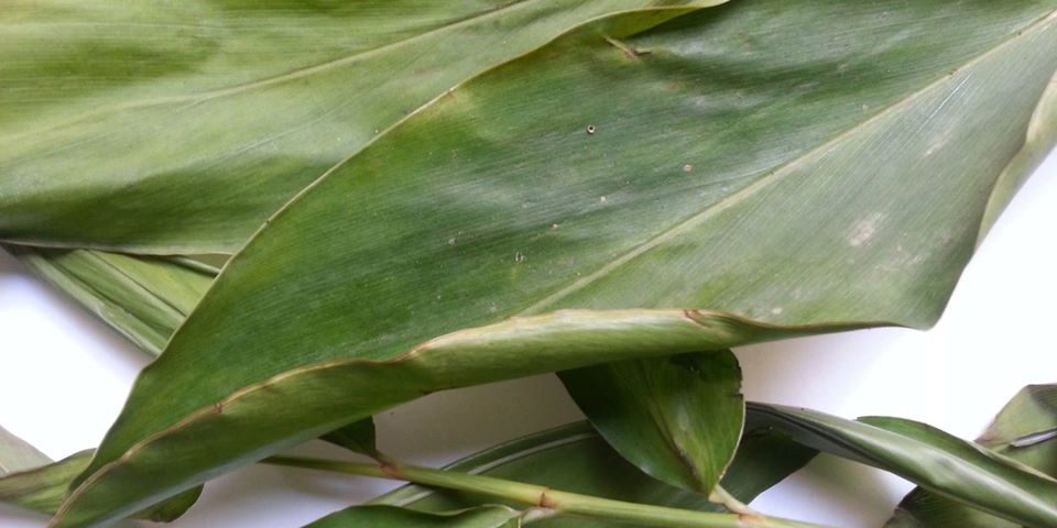 Odjom, ou feuille de maniguette séchée, ou encore feuilles de kablé