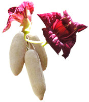 Poudre de kigelia africana