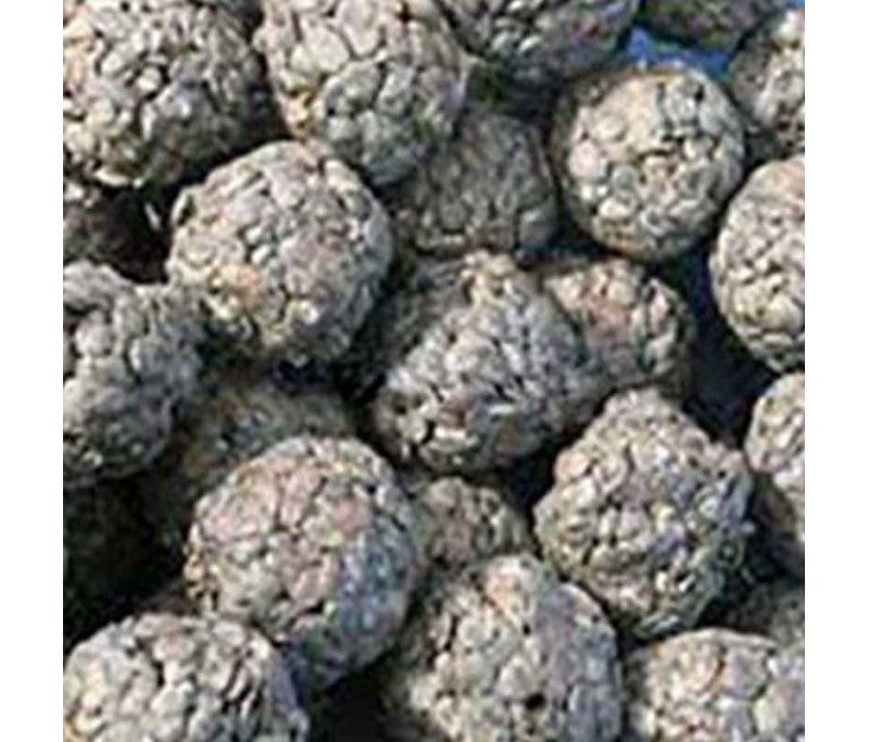 Soumara en grains encore appelé, Soumbala, Soumabara, Netetou en wolof ou encore Moutarde d’Afrique