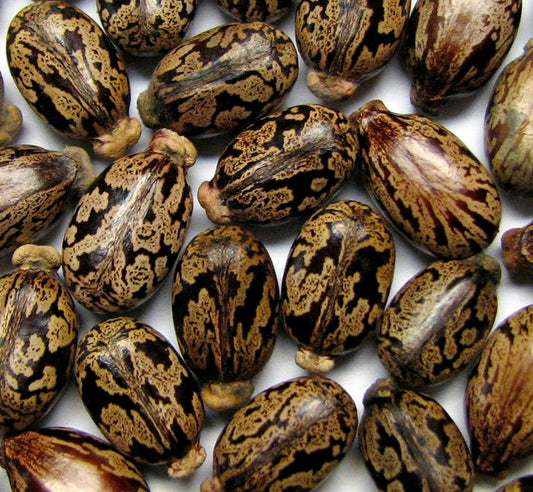 Huile de ricin noir, encore appelée huile de carapate, ou encore Castor oil