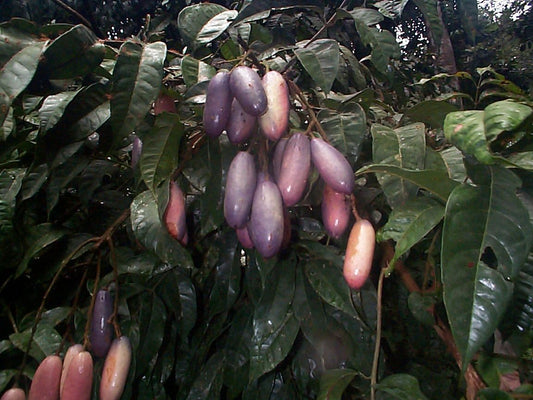 Feuilles de mérinard ou djèka en dioula (Cote d'ivoire), feuilles