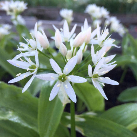 Ail des ours ciselé, Allium Ursinum