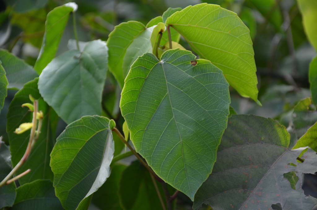 Feuilles de mérinard ou djèka en dioula (Cote d'ivoire), feuilles mort –  Nature Gifts